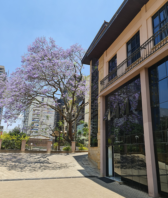 A vibrant jacaranda tree with purple blossoms stands beside a modern building, under a clear blue sky in an urban setting.